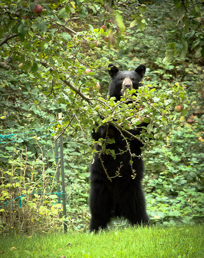 Our Bear Loves Apples #1 Photograph by Ronda Broatch