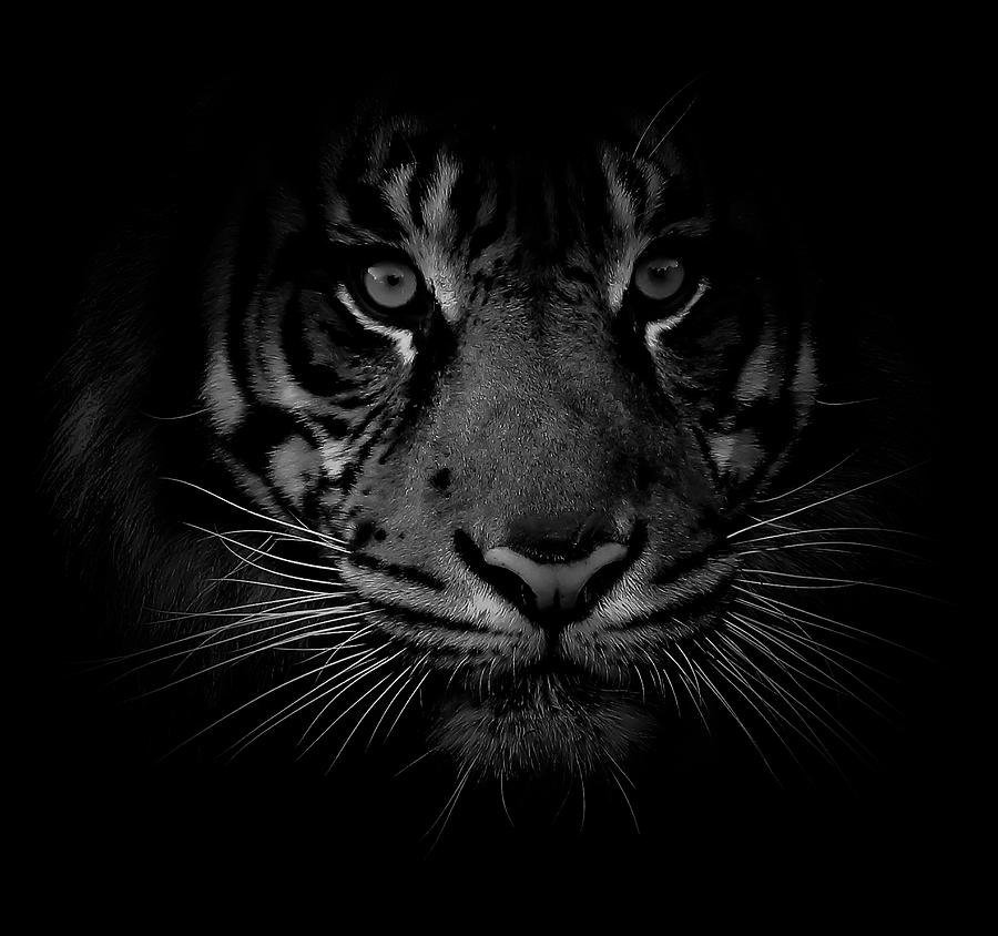 Tiger Shadows II Photograph by Athena Mckinzie