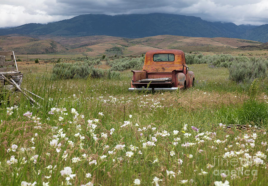 Out to Pasture #1 Photograph by Idaho Scenic Images Linda Lantzy