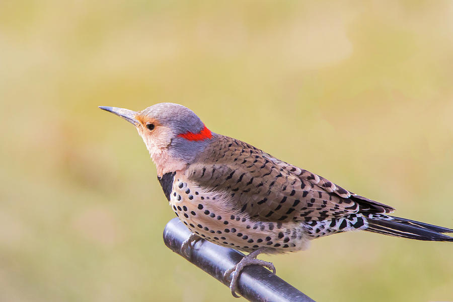 Outdoor Portrait of a Northern Flicker, Migratory Bird in Spring #1 Photograph by Ami Parikh