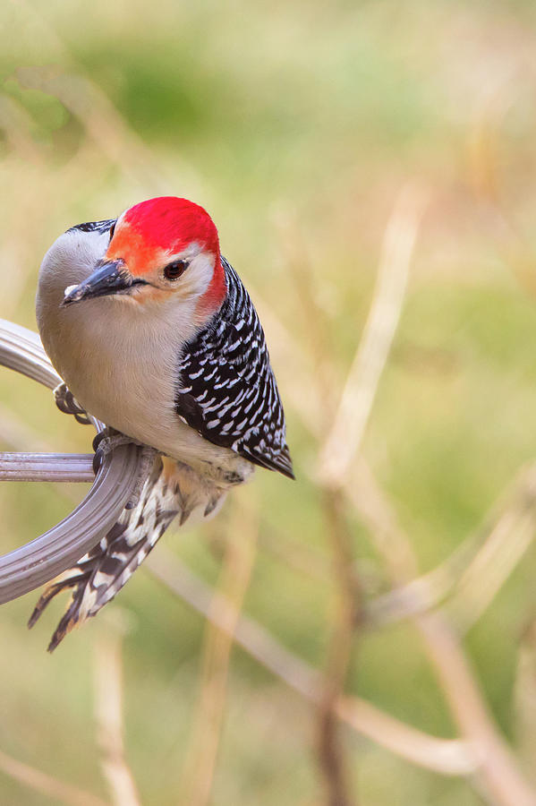 Outdoor Portrait of a Red-Bellied Woodpecker in Spring #1 Photograph by Ami Parikh