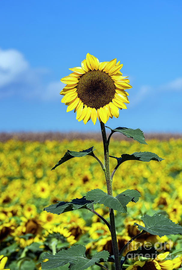 Flower Photograph - Outstanding Sunflower #1 by John Greim