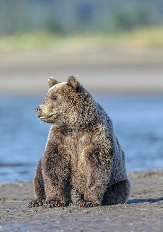 Bear Photograph - Over There #1 by Leigh Lofgren
