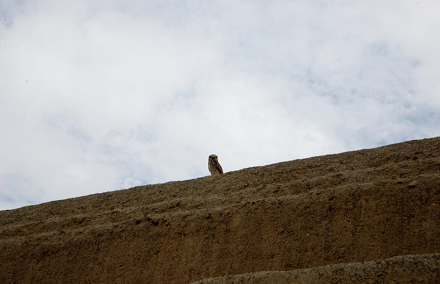 Owl at the Emerald Temple in Trujilla Peru #1 Digital Art by Carol Ailles