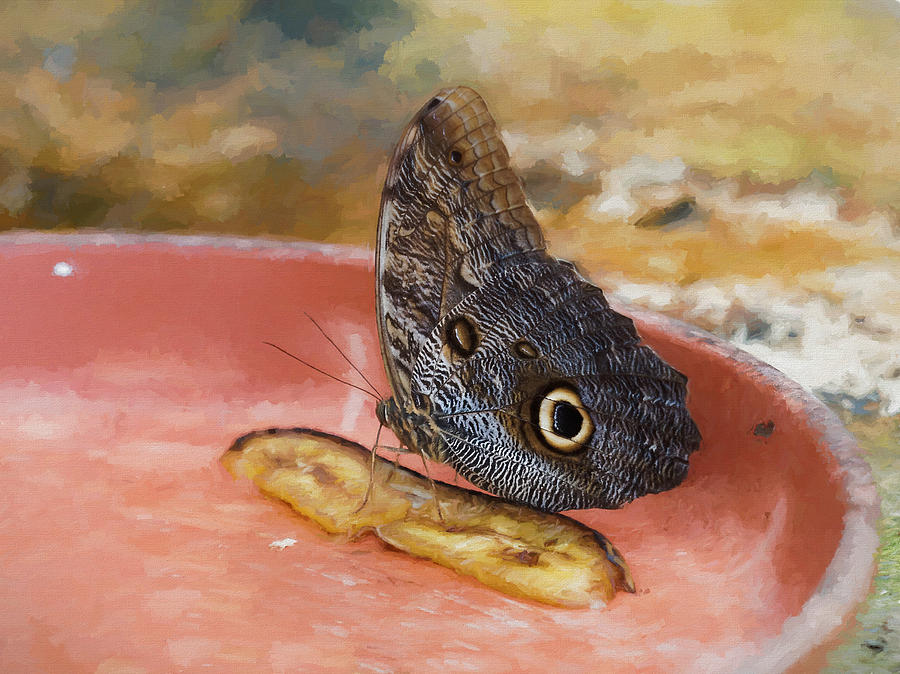 Owl butterfly 2 by Paul Gulliver Owl butterfly 2 by Paul Gulliver
