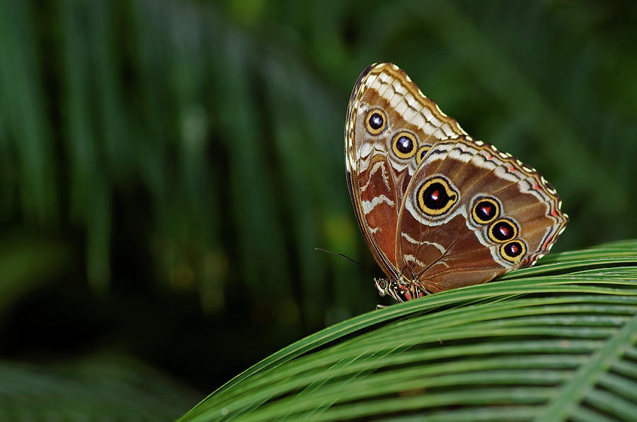Owl Butterfly #1 Photograph by JT Lewis