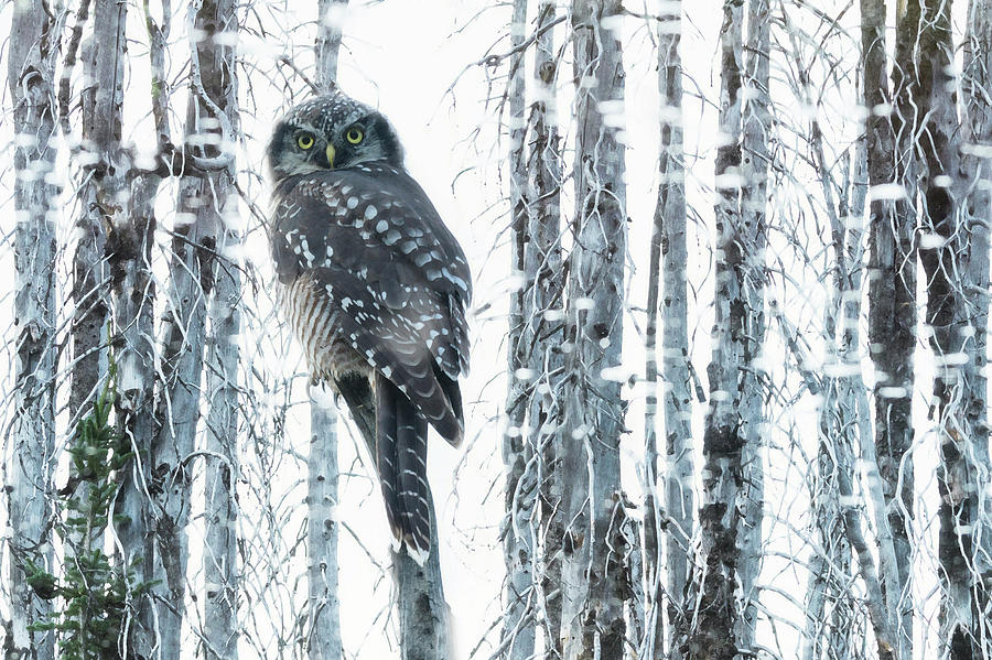 Owl Photograph - Owl #1 by Christian Heeb
