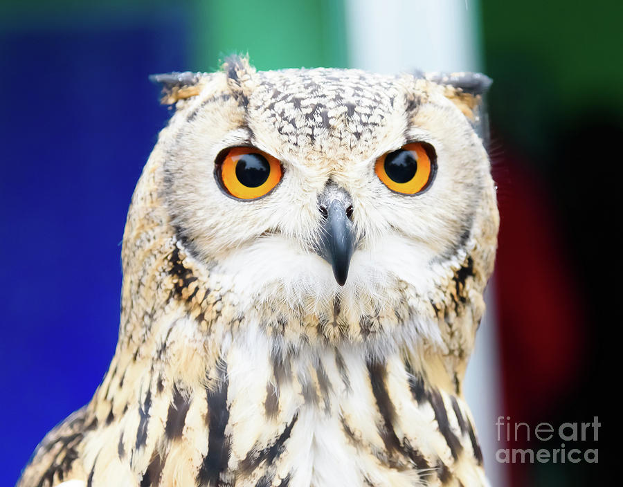 Owl #1 Photograph by Colin Rayner