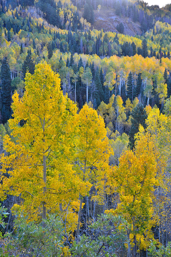 Owl Creek Pass Aspens #1 Photograph by Ray Mathis