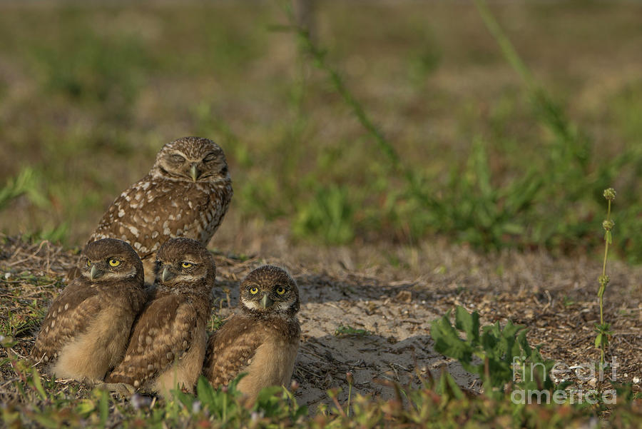 Owl Family #1 Photograph by Brian Kamprath