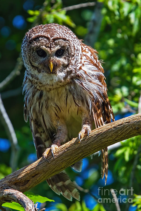 Owl Hollow Portrait #1 Photograph by Gary Holmes
