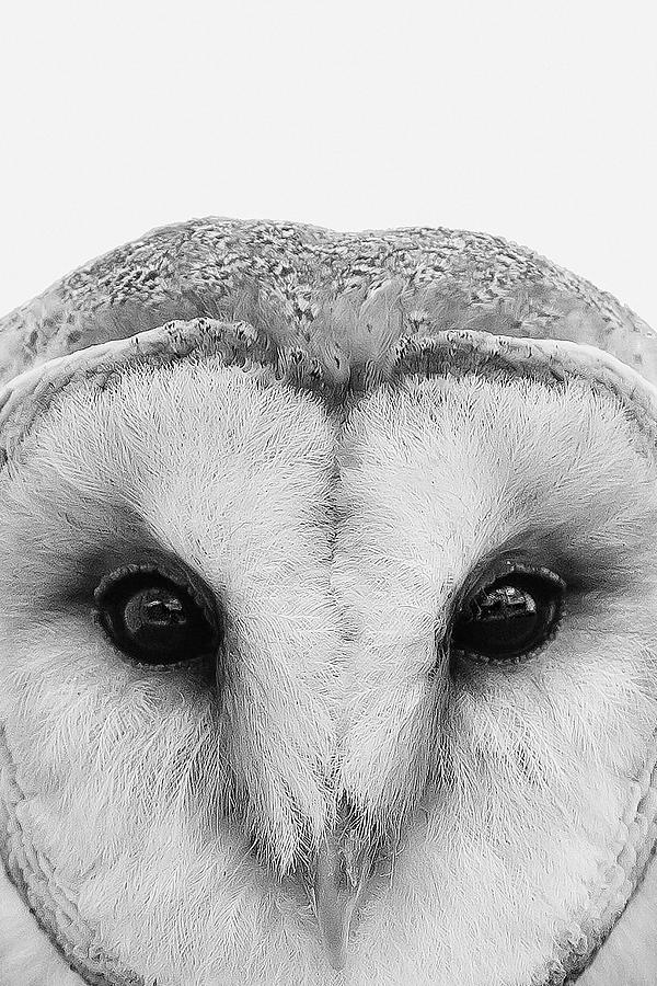 Owl by Mustapha Dazi Owl by Mustapha Dazi