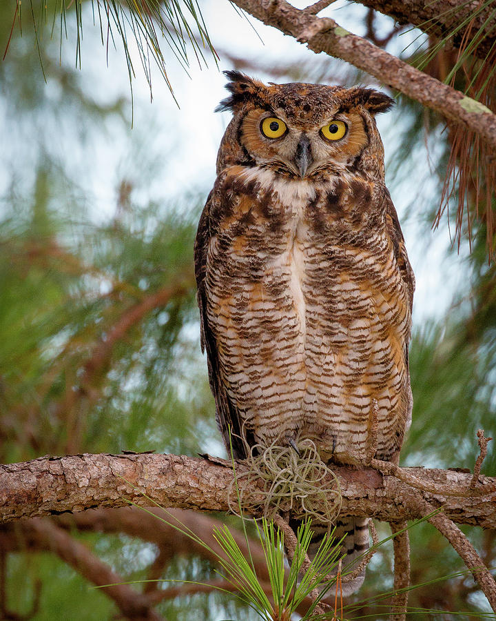 Owl Stare #1 Photograph by Joe Myeress