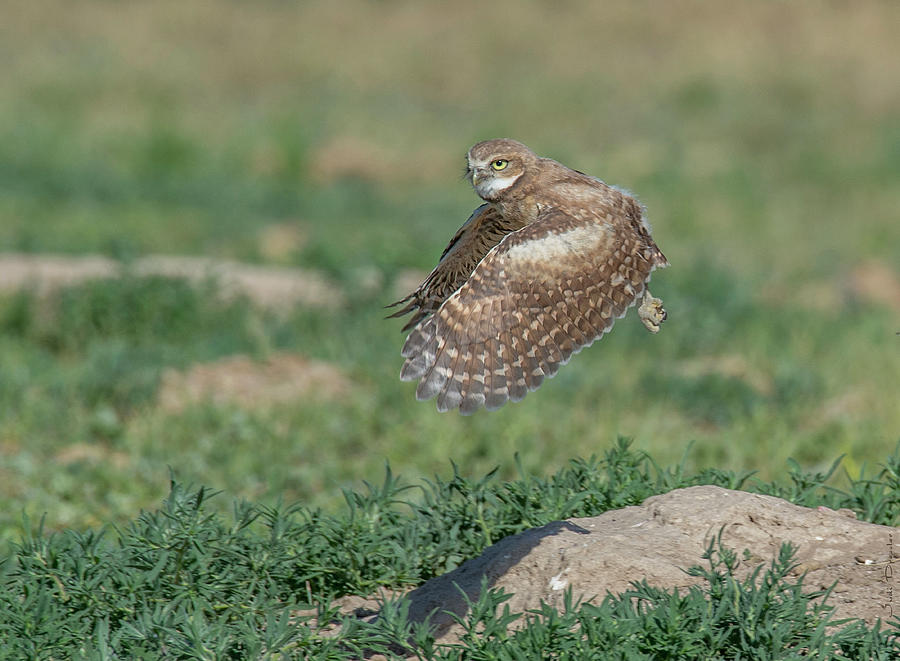 Owlet Taking Flight #2 Photograph by Judi Dressler