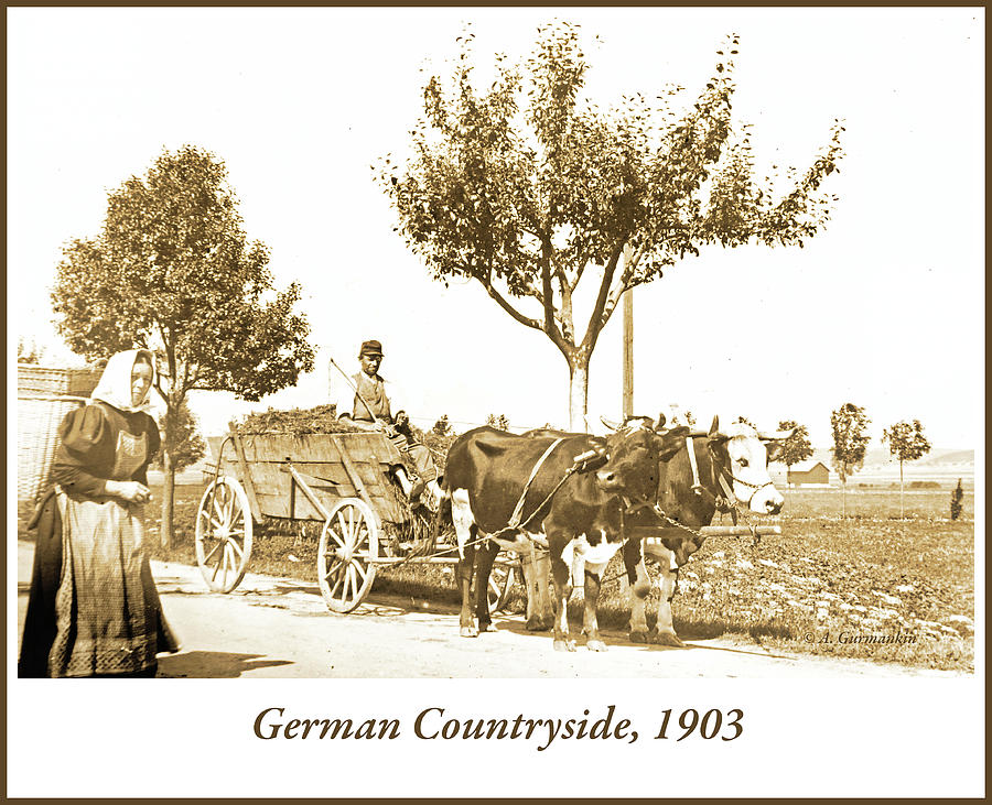 Oxcart, German Countryside, 1903 Photograph