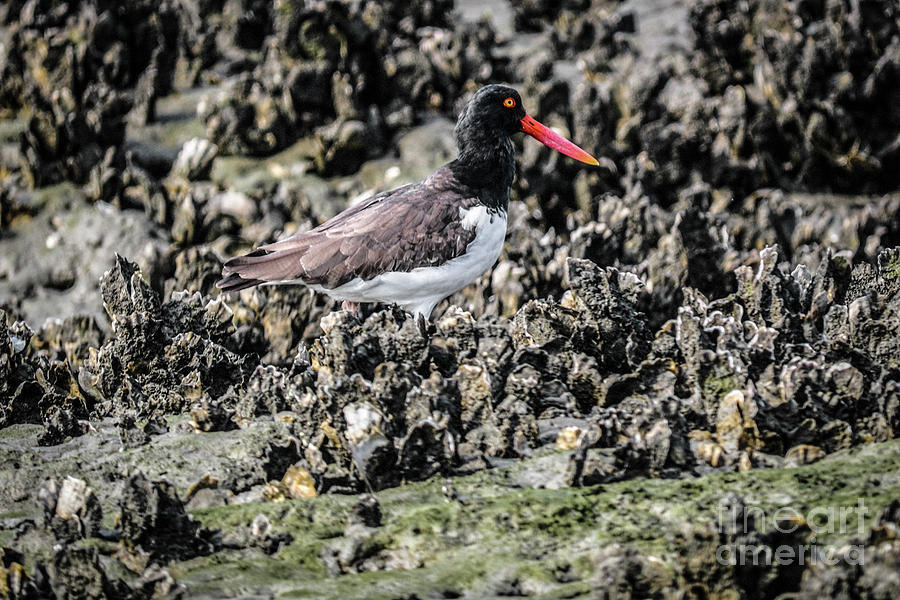 Nature Photograph - Oyster Catcher #2 by Thomas Marchessault
