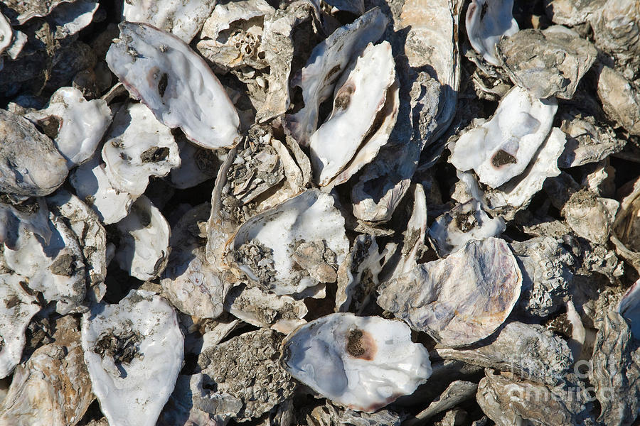 Oyster Shells #1 Photograph by Inga Spence