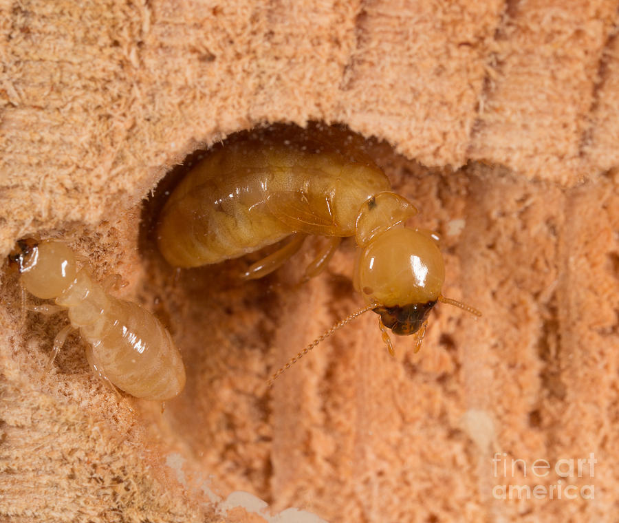 Pacific Dampwood Termites #1 Photograph by Ted Kinsman