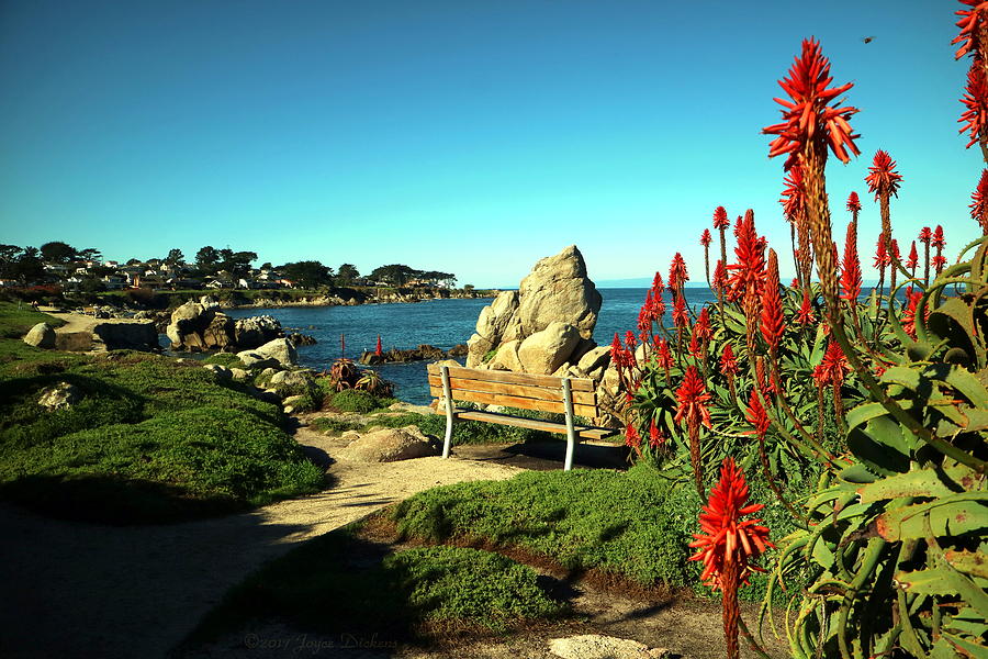 Pacific Grove Beauty Photograph by Joyce Dickens