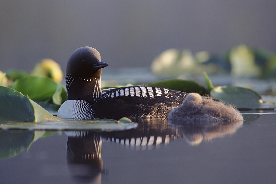 Bird Photograph - Pacific Loon Gavia Pacifica Parent #1 by Michael Quinton