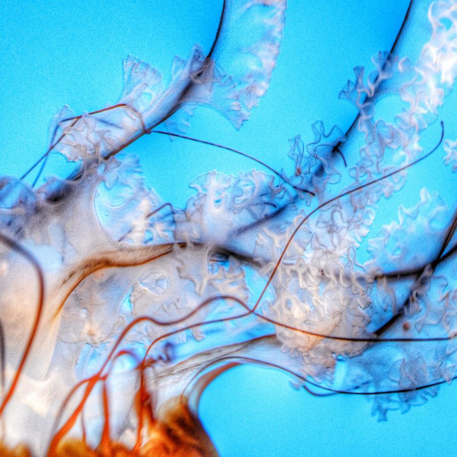 Pacific Sea Nettle Photograph