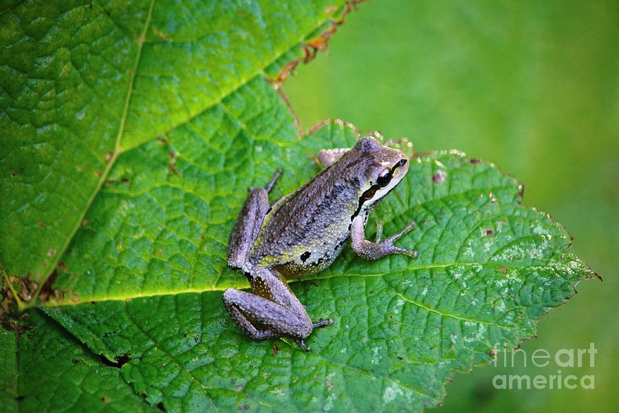 Pacific Tree Frog #1 Photograph by Nick Gustafson