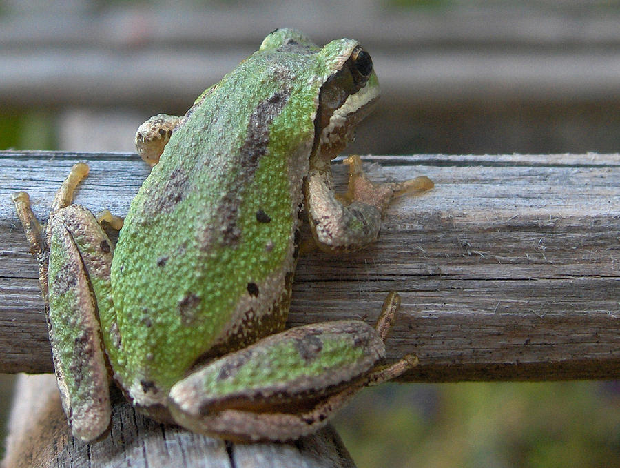 Pacific tree frog #1 Photograph by Shannon Gresham - Fine Art America