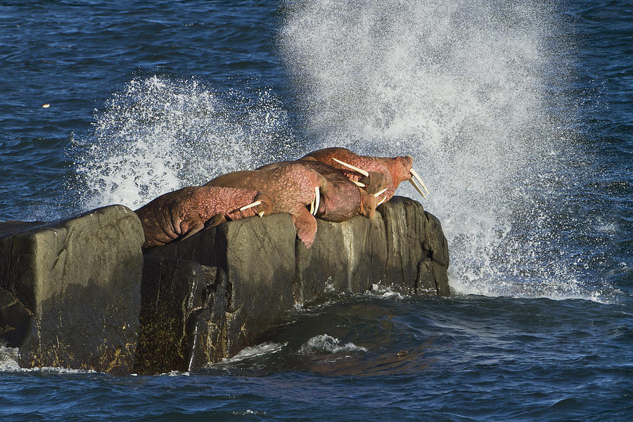Pacific Walrus  Odobenus Rosmarus #1 Photograph by Gary Schultz