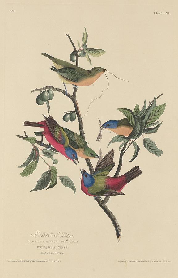 Painted Bunting #1 Drawing by Dreyer Wildlife Print Collections 