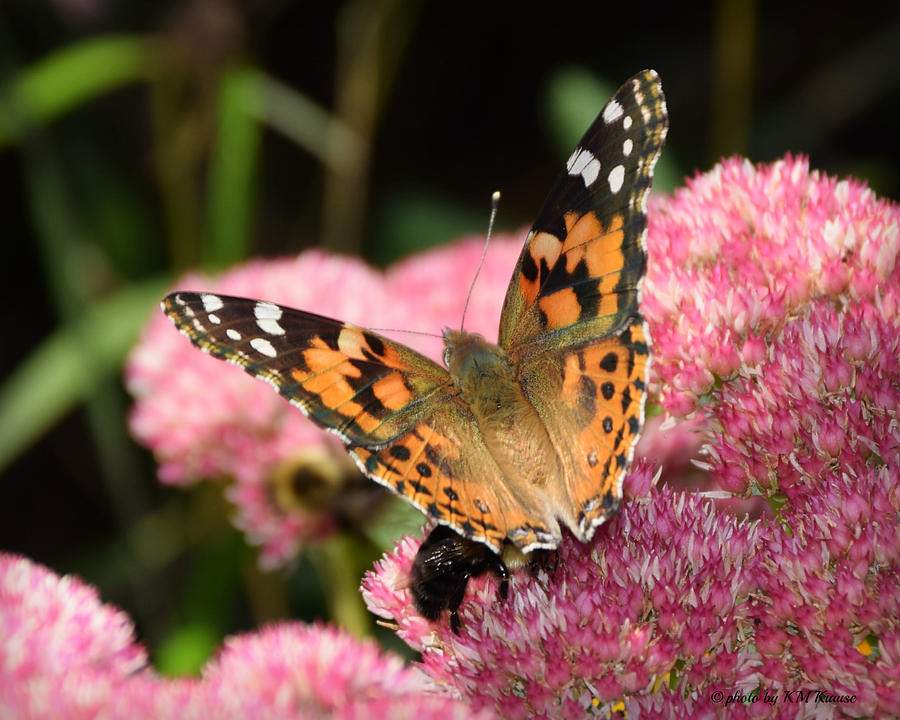 Painted Lady Butterfly #1 Photograph by Kathy M Krause