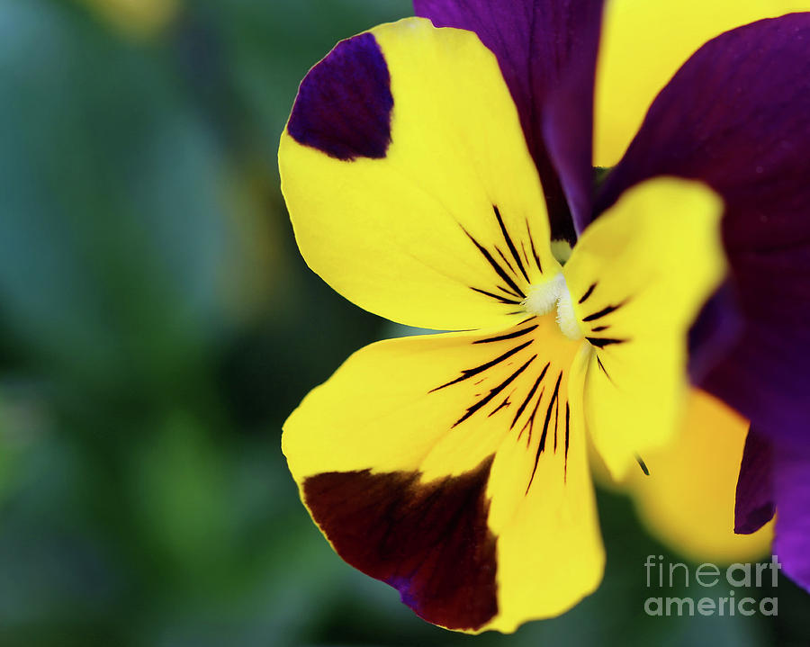 Painted Pansy #2 Photograph by Karen Adams