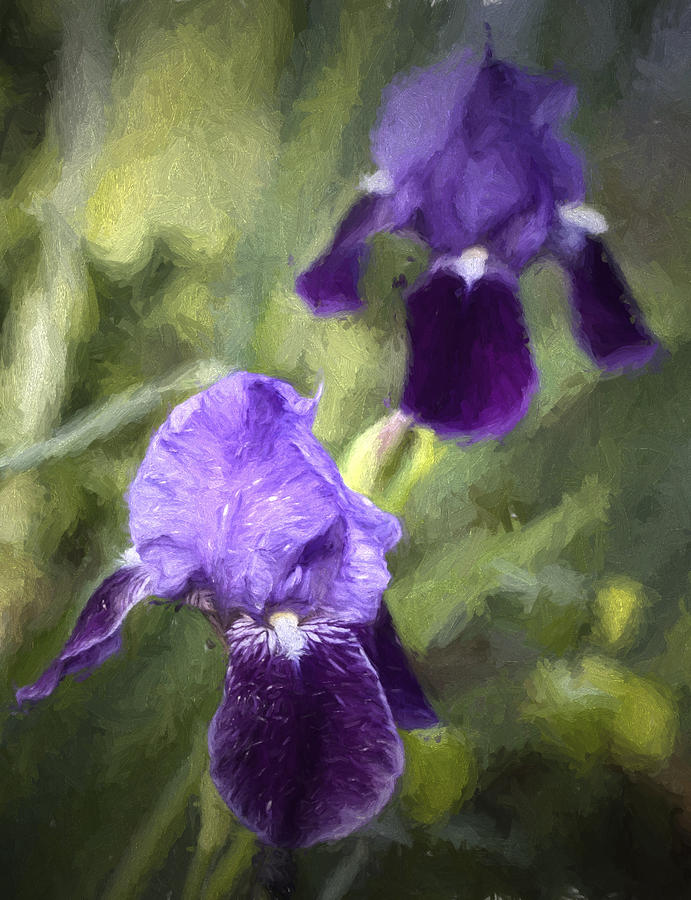 Painted Purple Iris #1 Photograph by Kathy Clark