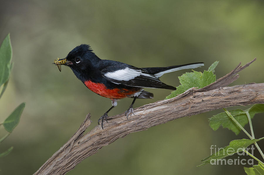 painted redstart