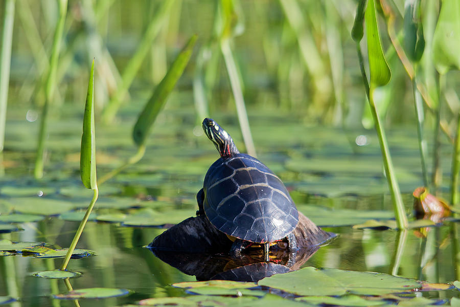 Painted Turtle #1 Photograph by Benjamin Dahl