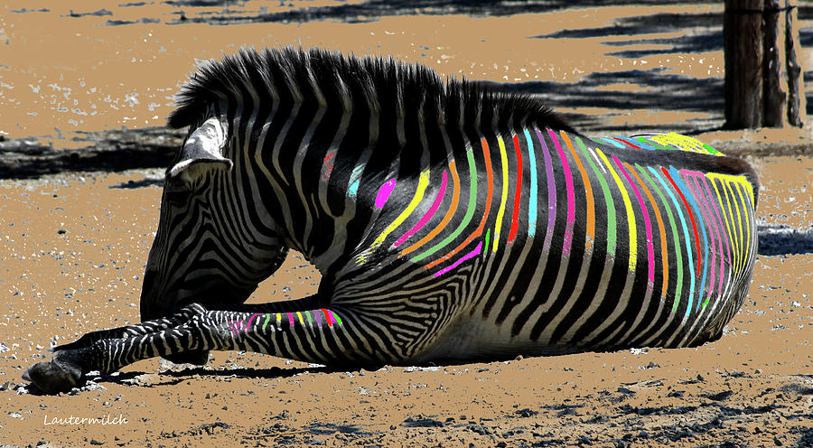 Painted Zebra #1 Photograph by John Lautermilch