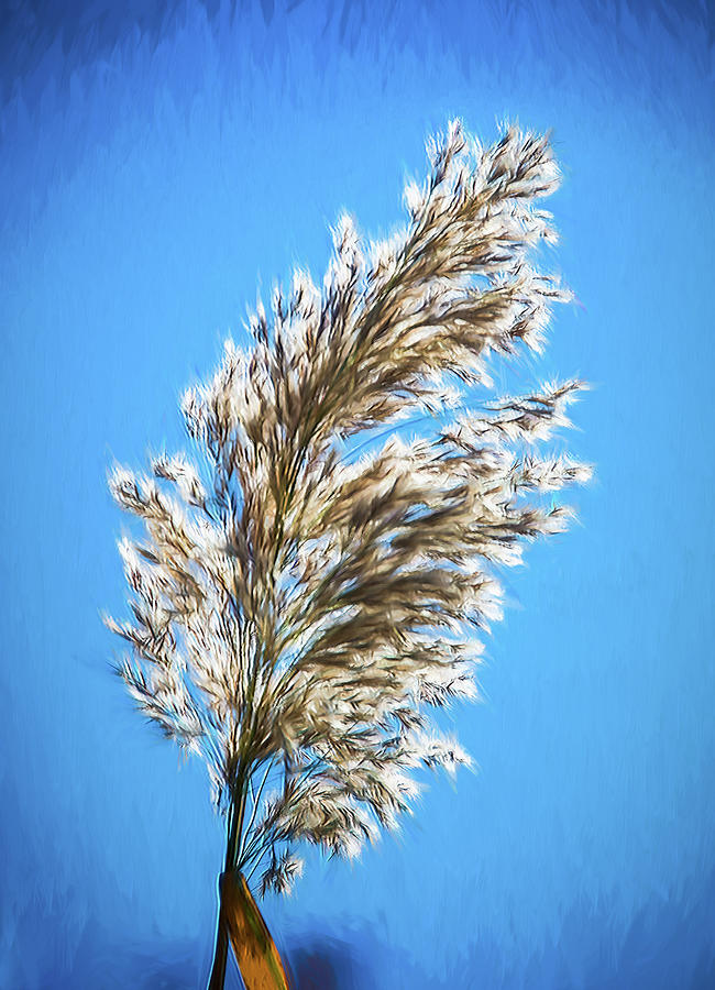 Painterly Pampas Grass #1 Photograph by Gary Slawsky