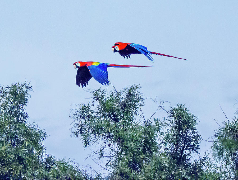 Pair of Flying Macaws #1 Photograph by William Bitman