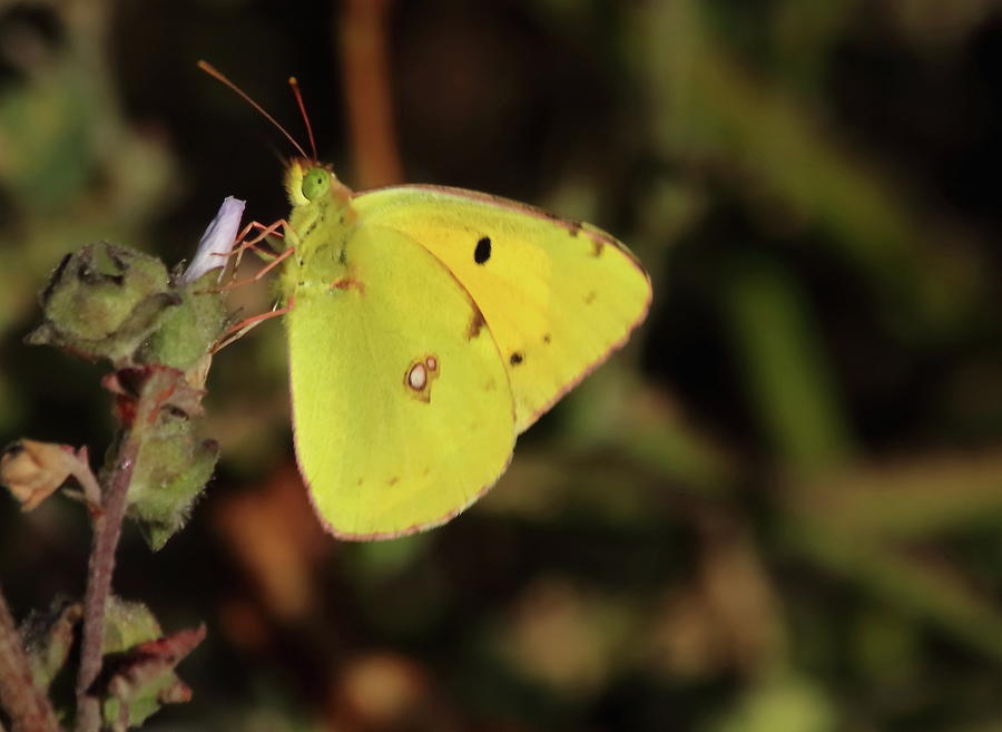 Pale Clouded Yellow Photograph by Jeff Townsend
