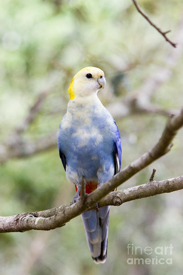 Wildlife Photograph - Pale-headed Rosella #1 by B. G. Thomson