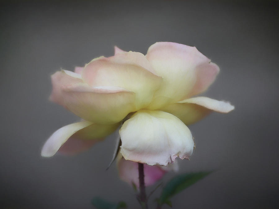 Pale Rose #1 Photograph by DonaRose