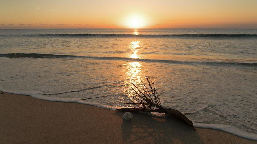 Palm Frond Coral Sunrise Delray Beach Florida #1 Photograph by Lawrence S Richardson Jr
