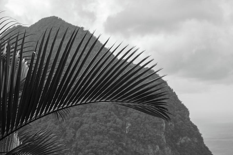 Palm Leaf and Mountain View St Lucia #1 Photograph by Nicole Freedman