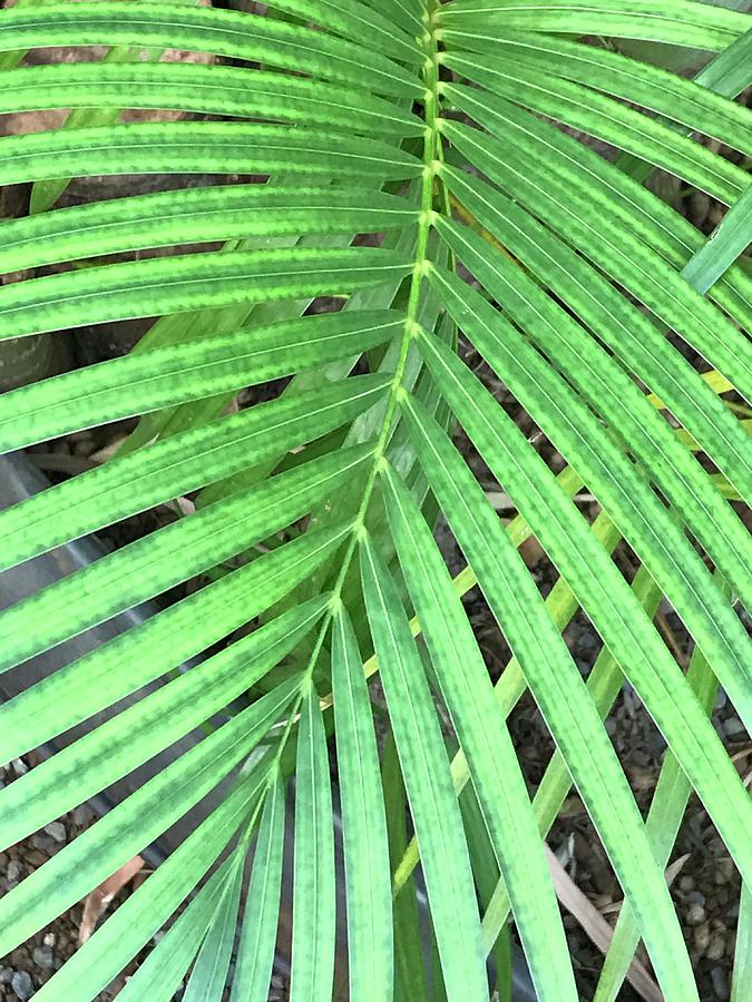 Palm Leaves Photograph by Pamela Bushnell - Fine Art America