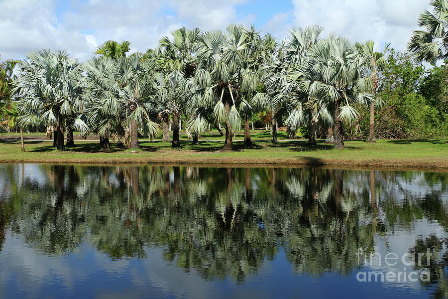 Palm Reflection  #2 Photograph by Christiane Schulze Art And Photography