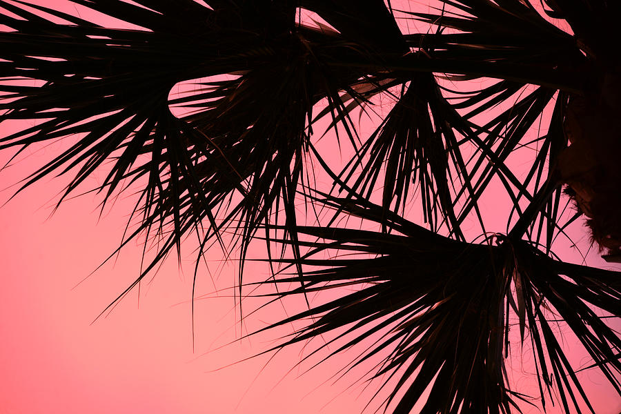 Palm and Sky Photograph by David Lee Thompson
