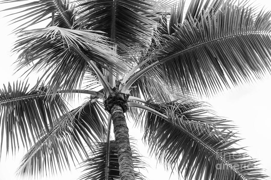 Palm tree 2 Photograph by Elena Elisseeva