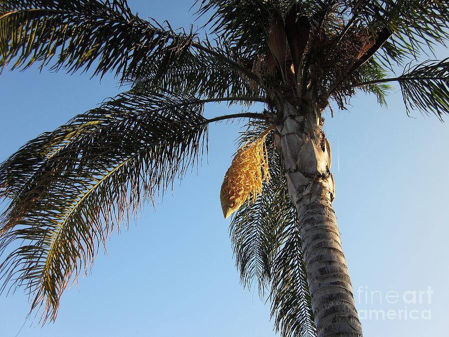 Palm tree in Torremolinos #1 Photograph by Chani Demuijlder