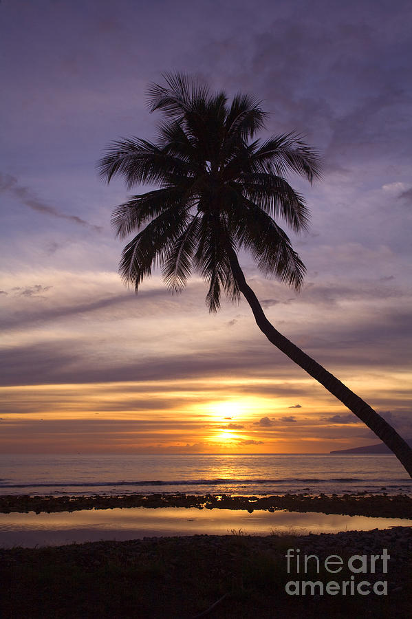 Cool Photograph - Palm Tree Silhouette #1 by Ron Dahlquist - Printscapes
