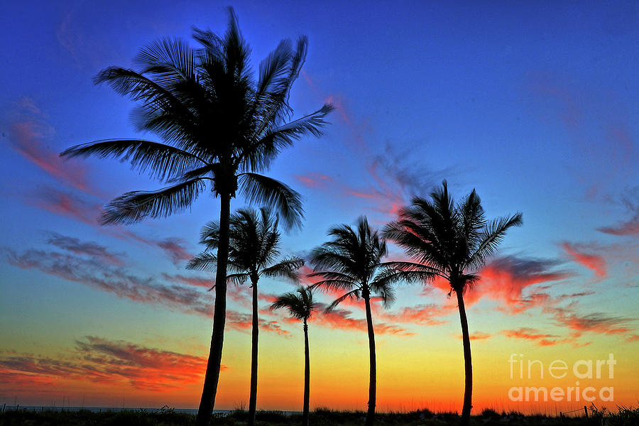 Miami Photograph - Palm Tree Skies by Scott Mahon