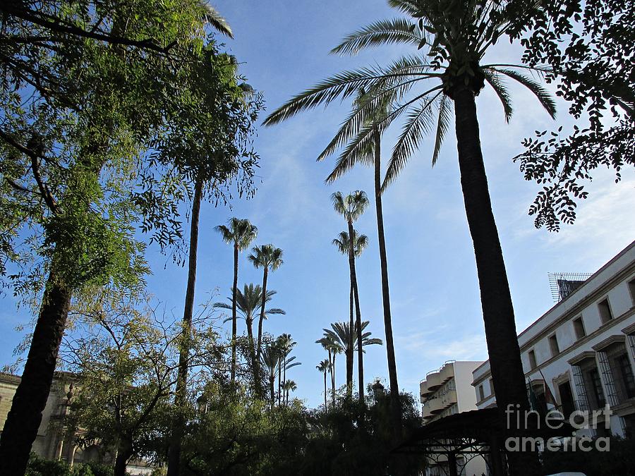 Palm trees in Jerez #2 Photograph by Chani Demuijlder